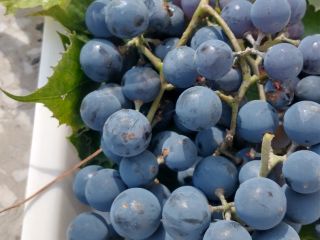 I will sell dark grapes from my own plot.