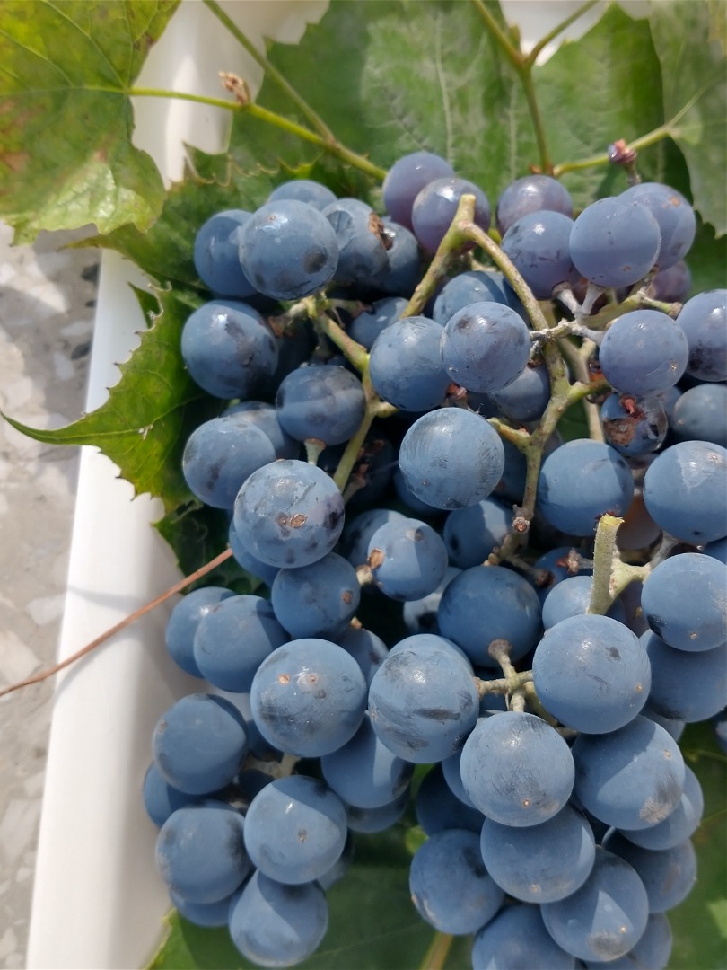 I will sell dark grapes from my own plot
