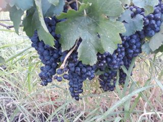 Merlot wine grapes year quantity of 4, 5t are