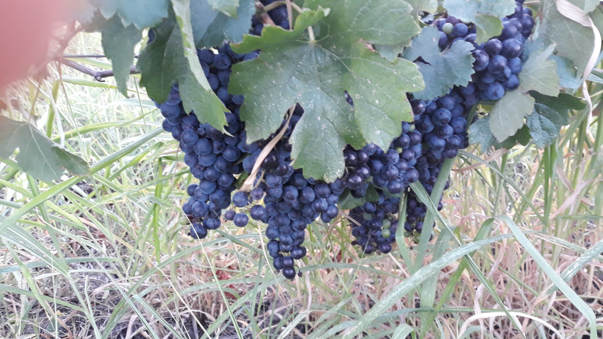 Merlot wine grapes year quantity of 4, 5t are grape producer are very beautiful of an exceptional quality no