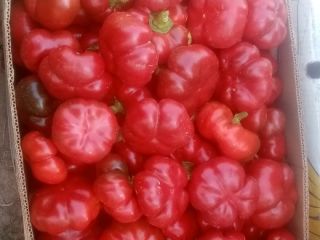Vand ardei kapia si gogosar. They have large quantities.