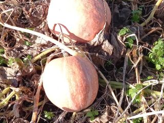 Pumpkin Bambino for sale