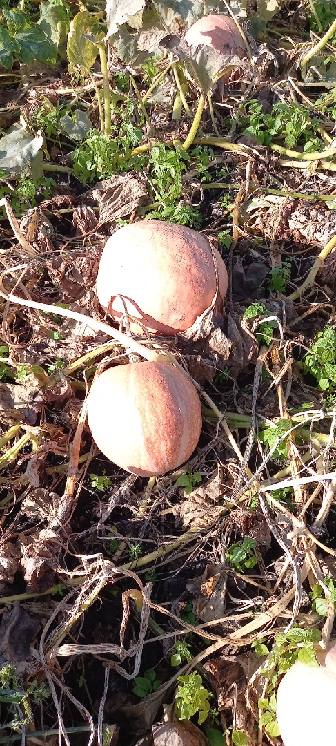Pumpkin Bambino for sale