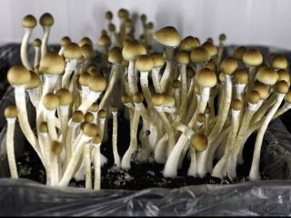 MUSHROOM we are a group of highly determined dealers