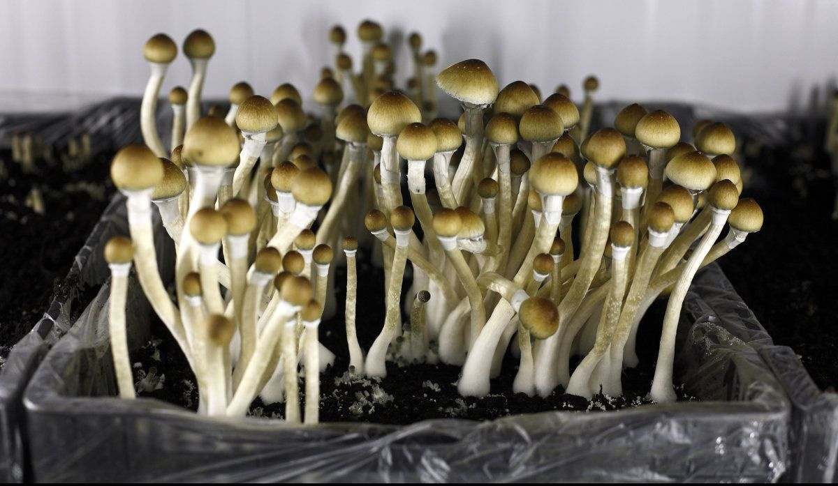 MUSHROOM we are a group of highly determined dealers in farm products including tomatoes , garlic ,onion ,ginger and various brands of mushroom we supply these