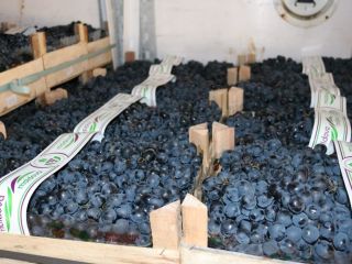 Moldovan grapes for sale.