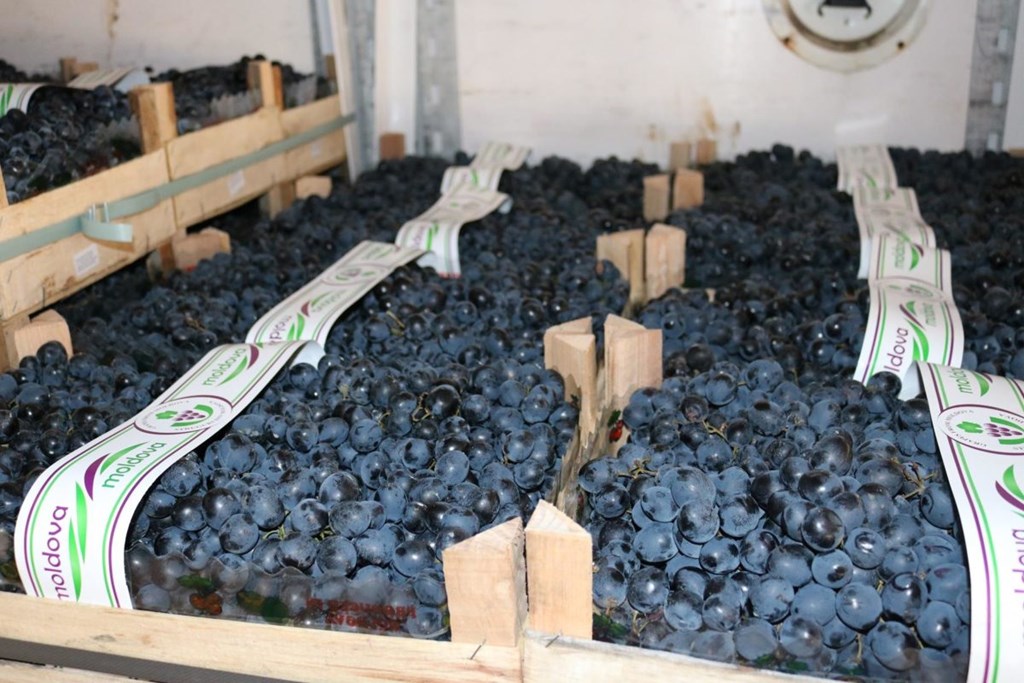 Moldovan grapes for sale