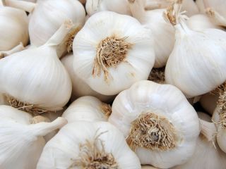 GARLIC Product Garlic Varitey Normal white garlic / Red