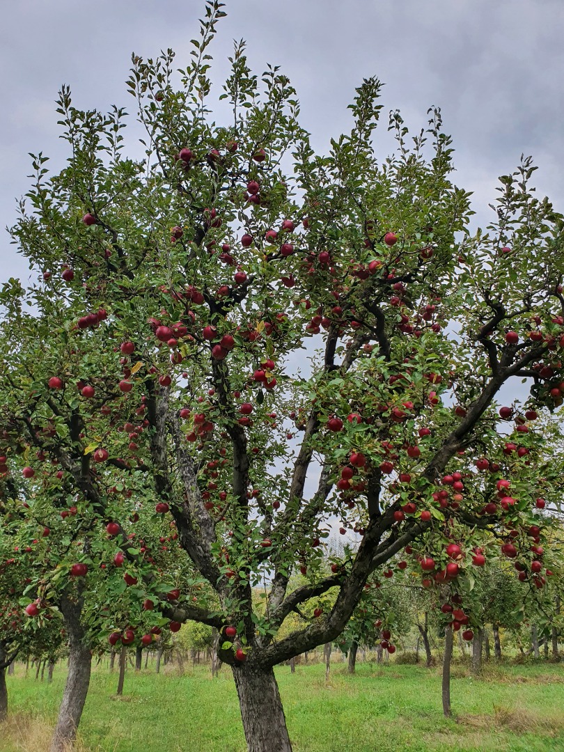 Fresh apples from the orchard
