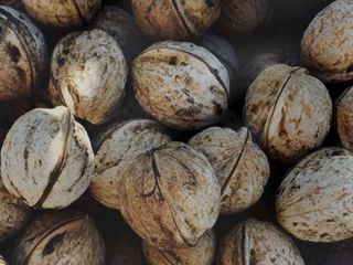 Sell wholesale walnut production quality 2021 Price is negotiable