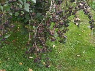 Aronia from my garden, for my own needs. Not