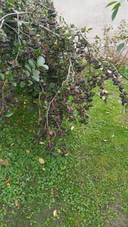 Aronia from my garden, for my own needs