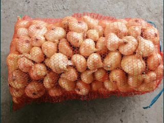 I am selling Romanian onions packed in 20 kg