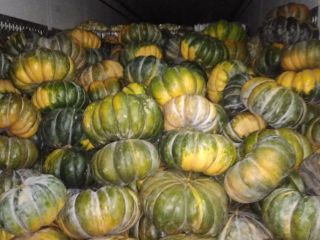 I have to offer Muscat pumpkins, very nicely colored,