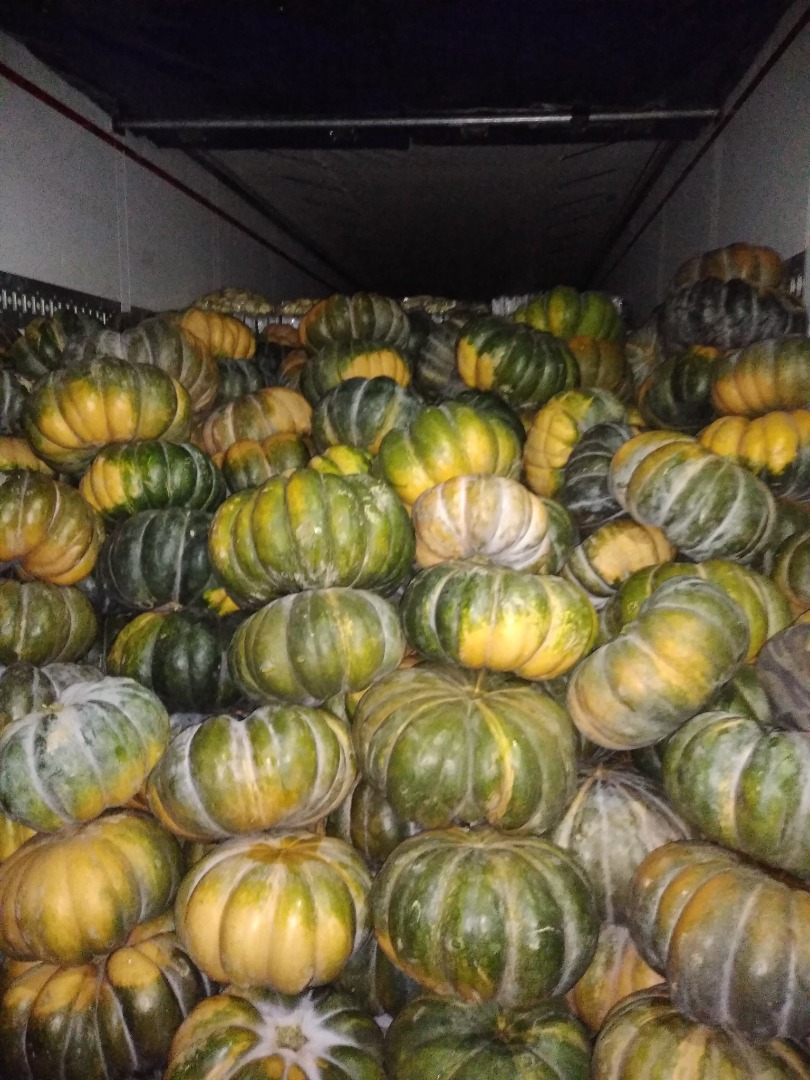 I have to offer Muscat pumpkins, very nicely colored, healthy
