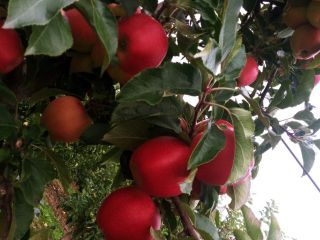 I will sell apples. Varieties of Golden gala Prince