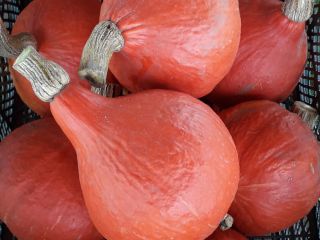 I will sell a hokkaido pumpkin from my own