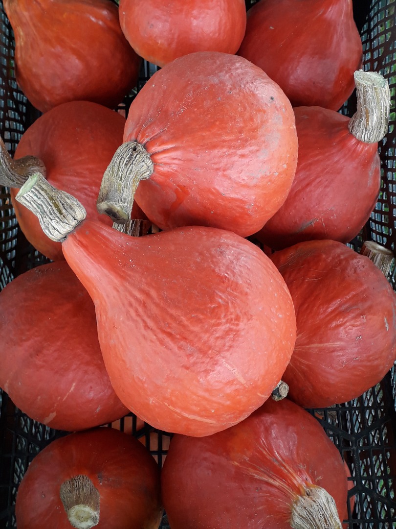 I will sell a hokkaido pumpkin from my own organic farming