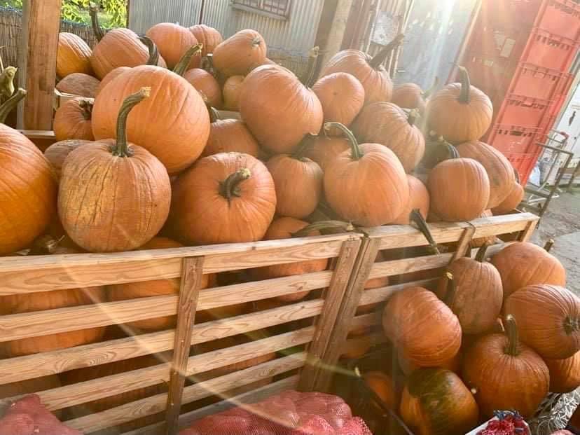 Pumpkin to carve for Halloween! We still have really nice and big pumpkins