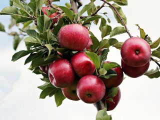 We sell apples from the golden, ionathan, florina and