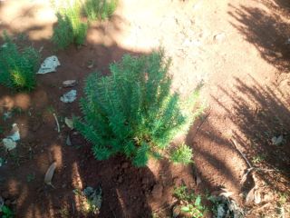 I have ready organic rosemary