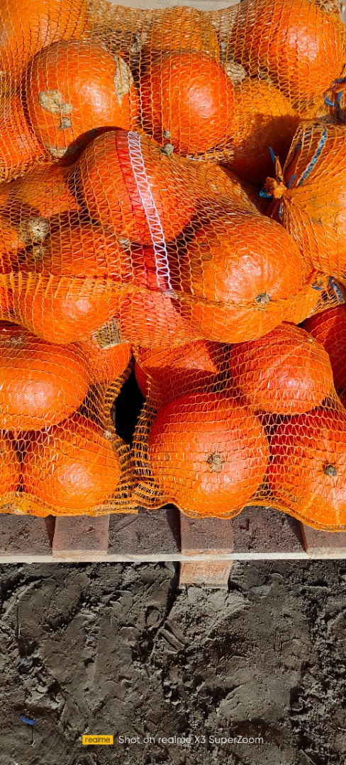 Hokkaido pumpkin no fertilizer no spraying quantity 15 tons