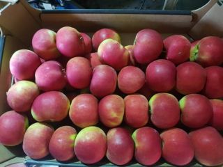 Golden Delicious apples, Gala Schnico, RedJonaprince Select, Dark Ligol,