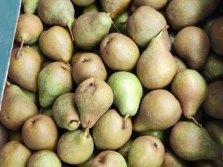 I sell pears in large quantities