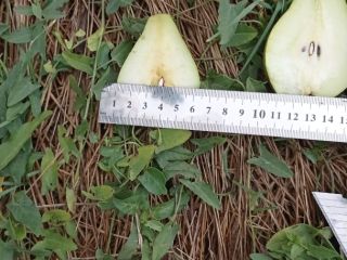 I sell pears in large quantities