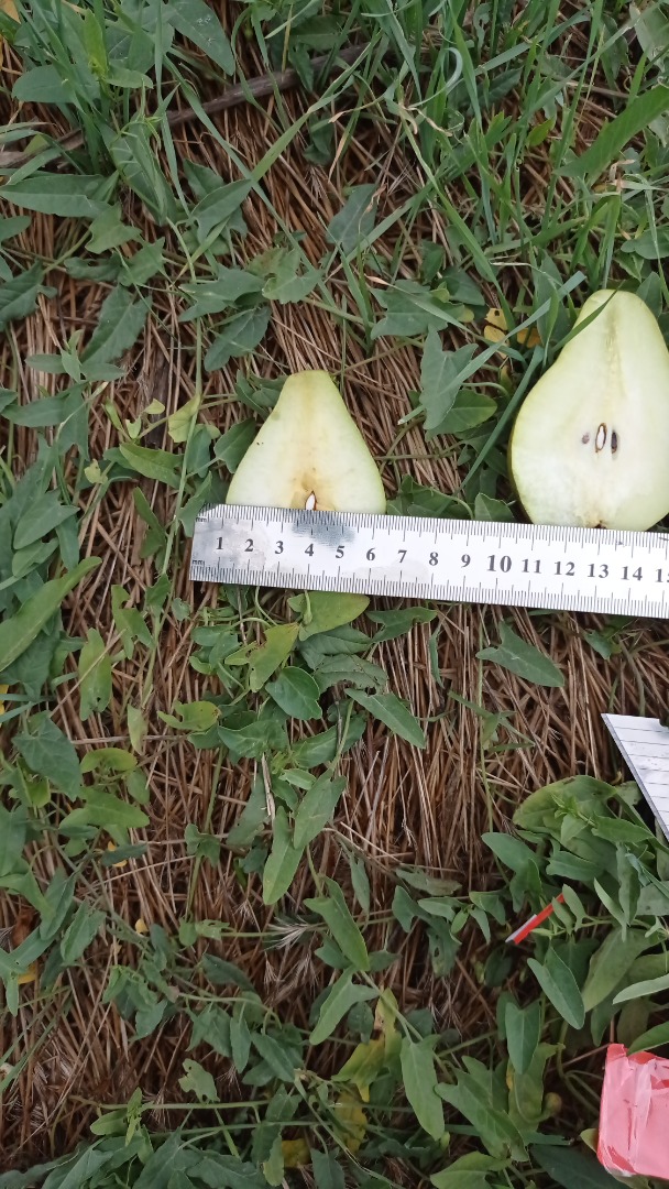 I sell pears in large quantities