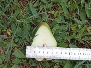 We have for sale Apples several aprons 100 tons