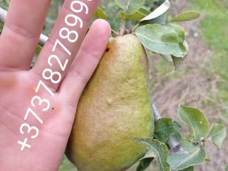 Mere Pere Prune