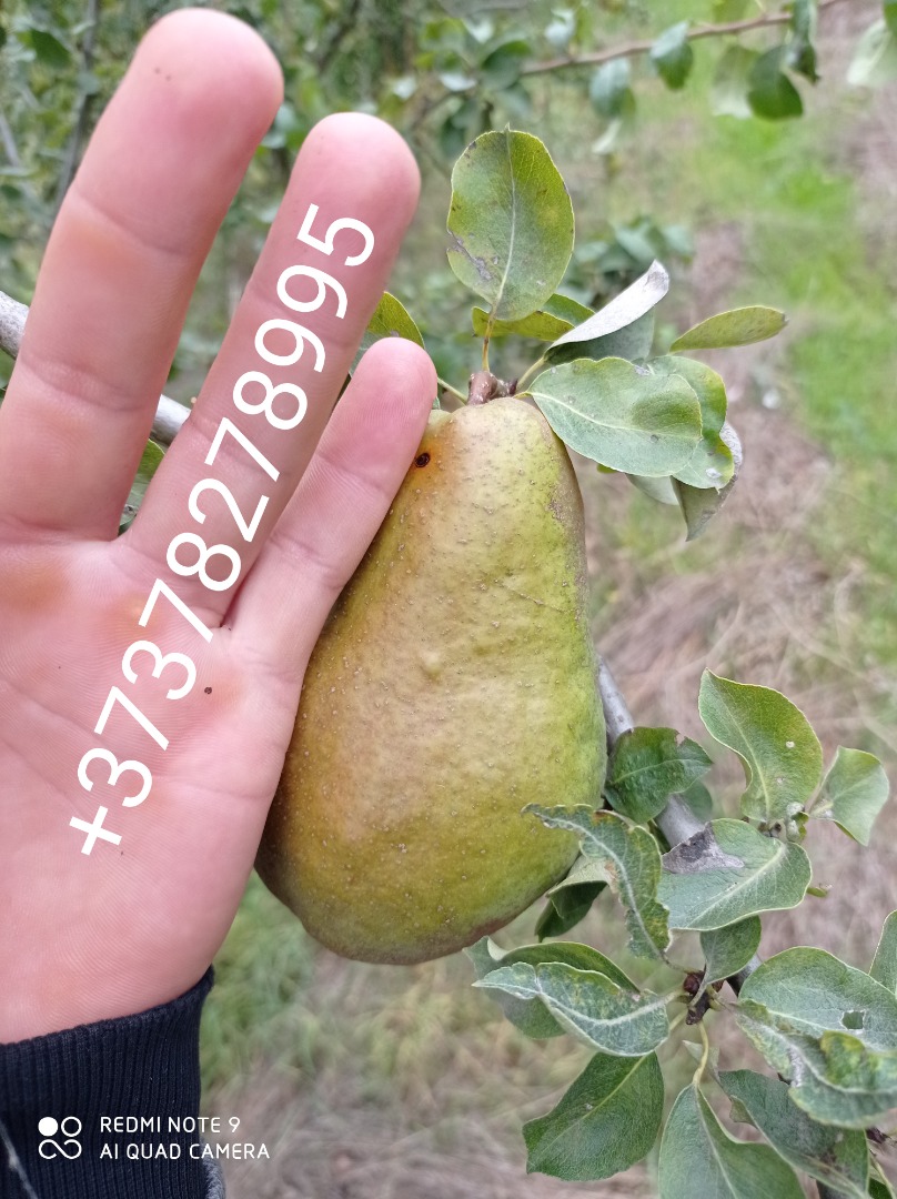 Mere Pere Prune