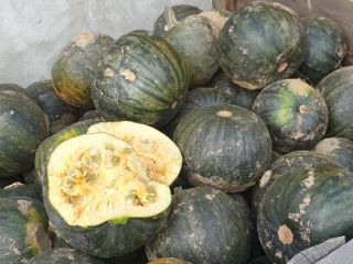 Hello, I have for sale zero-splash pumpkins up to