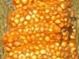 Seed onion