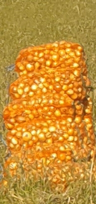 Seed onion