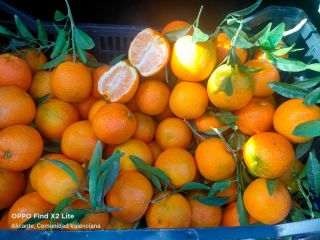 Bandy fruits transport, sell organic tangerines, picked and wrapped
