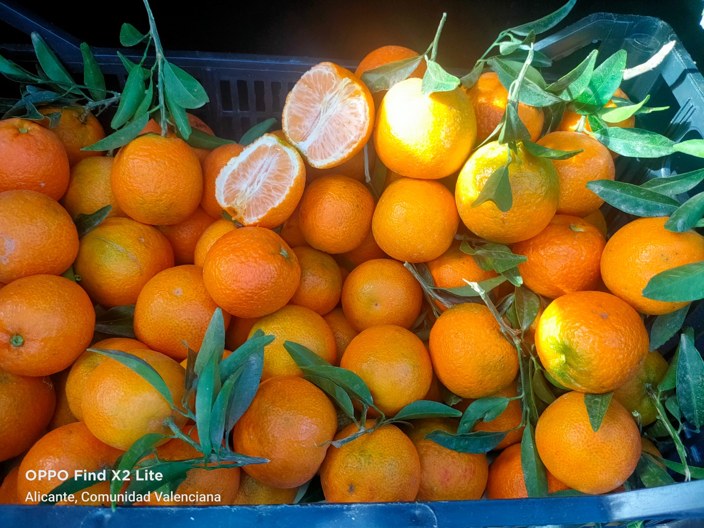 Bandy fruits transport, sell organic tangerines, picked and wrapped directly in the orchard