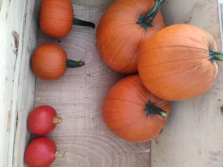 Pumpkins for sale, Hokkaido, Gomez, Spitfire