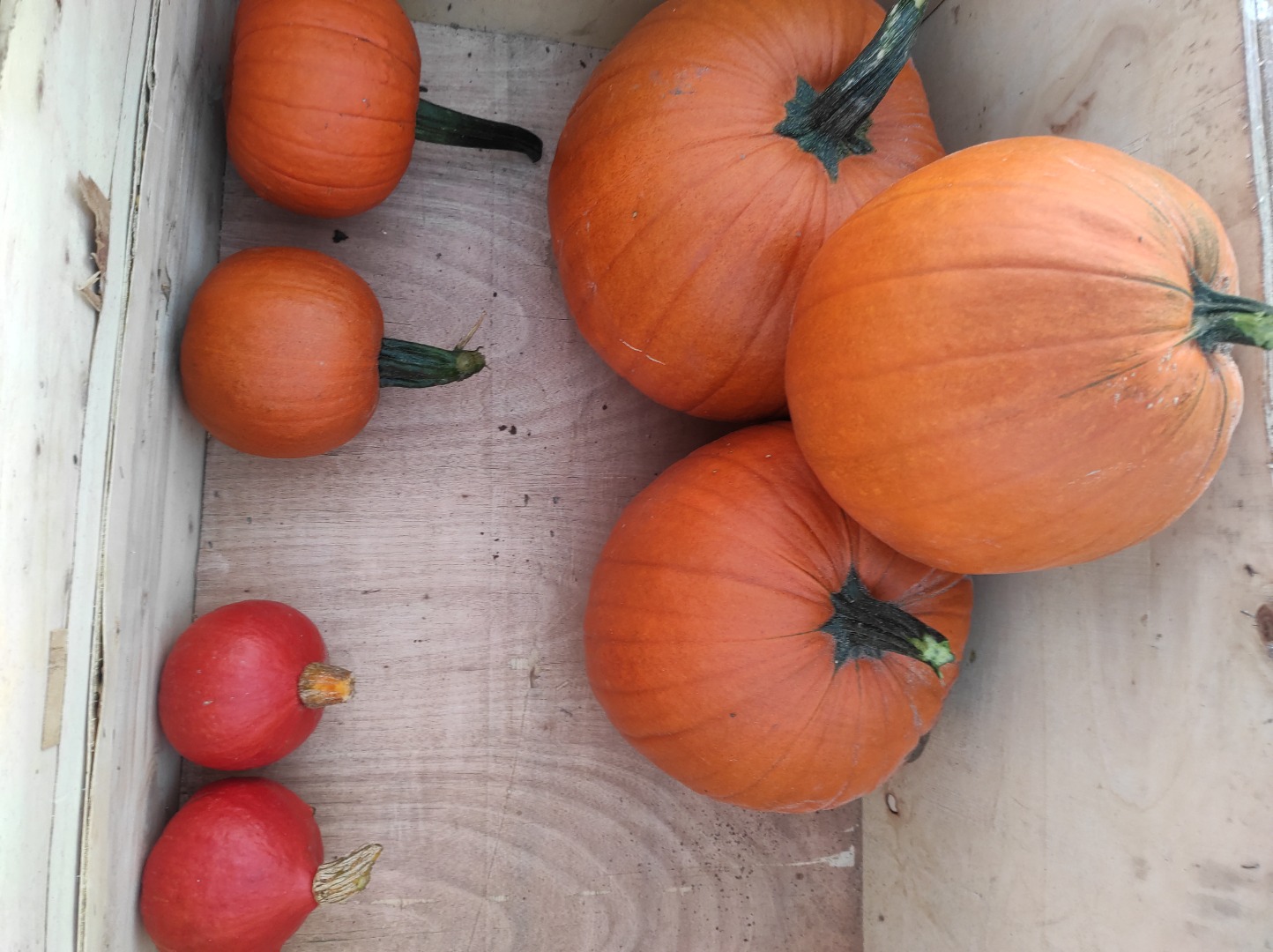 Pumpkins for sale, Hokkaido, Gomez, Spitfire