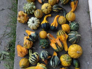 I will sell a decorative pumpkin, about 1000 pieces,
