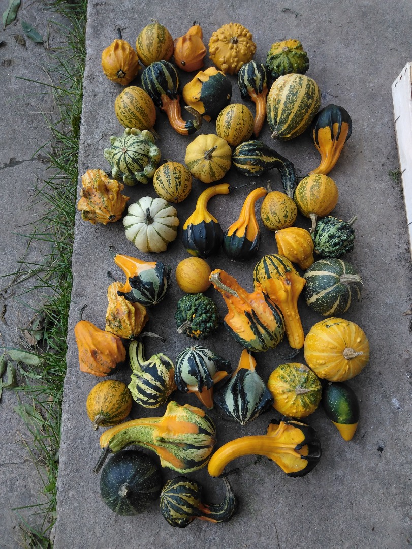 I will sell a decorative pumpkin, about 1000 pieces, near Wawrzeńczyce