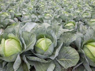 I will sell white cabbage, nice healthy heads, any
