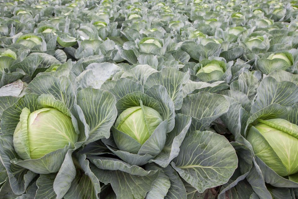 I will sell white cabbage, nice healthy heads, any quantity