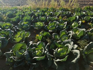 Hello, on October 15th, fresh cabbage cutting of Ecological