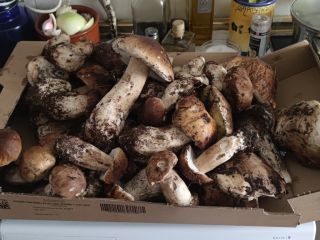 Boletus edulis collected in the mountains of Madrid