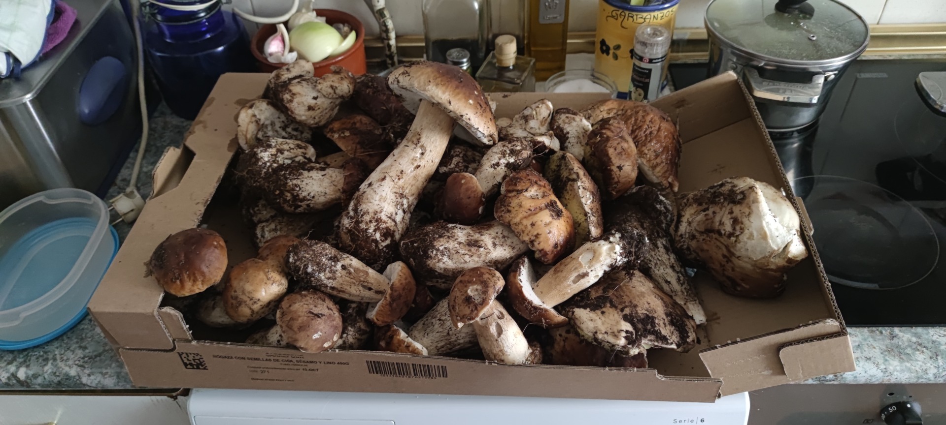 Boletus edulis collected in the mountains of Madrid