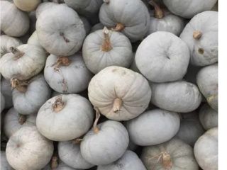 COOKING PUMPKIN