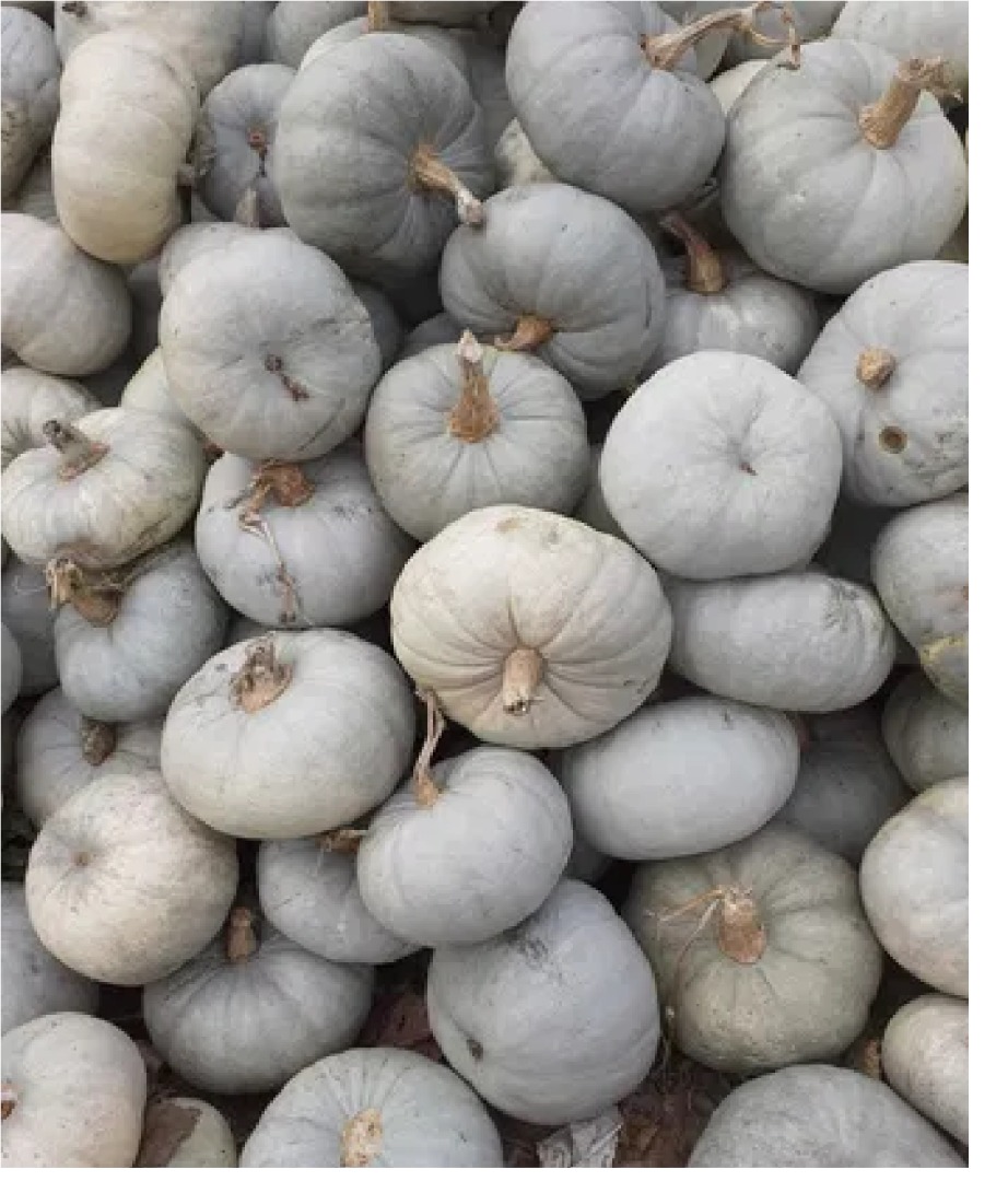 COOKING PUMPKIN