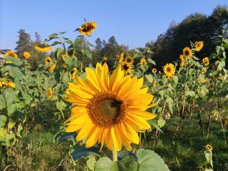 I will sell cut flower sunflower, various sizes possible